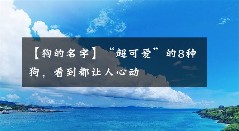 【狗的名字】“超可爱”的8种狗，看到都让人心动