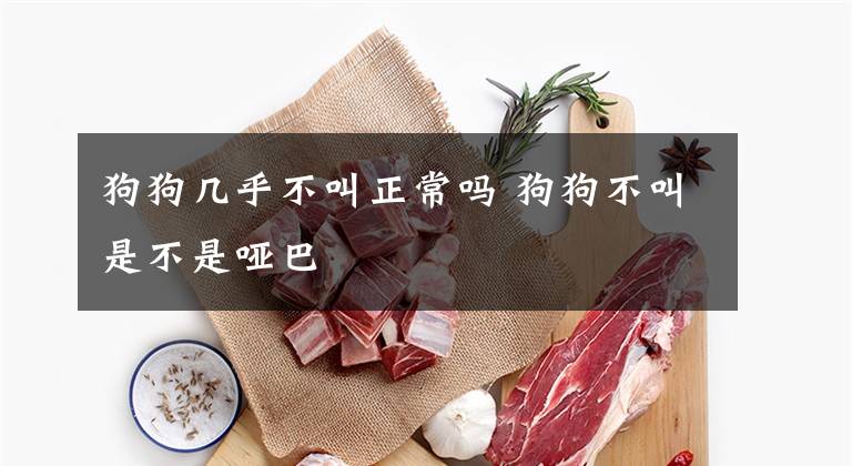 狗狗几乎不叫正常吗 狗狗不叫是不是哑巴文章配图
