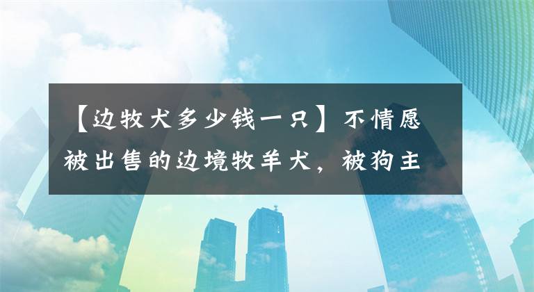 【边牧犬多少钱一只】不情愿被出售的边境牧羊犬，被狗主人强行拉到狗市400元出售！