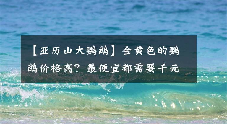 【亚历山大鹦鹉】金黄色的鹦鹉价格高？最便宜都需要千元，最贵一只价值100万