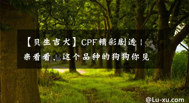 【贝生吉犬】CPF精彩剧透 | 来看看，这个品种的狗狗你见过吗？