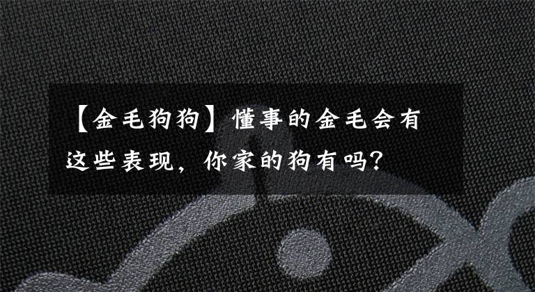 【金毛狗狗】懂事的金毛会有这些表现，你家的狗有吗？