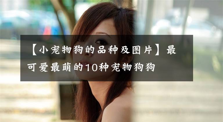 【小宠物狗的品种及图片】最可爱最萌的10种宠物狗狗