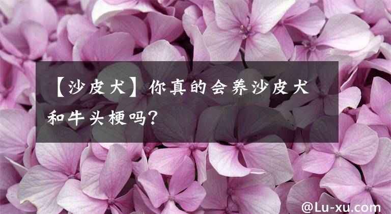 【沙皮犬】你真的会养沙皮犬和牛头梗吗？