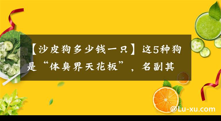 【沙皮狗多少钱一只】这5种狗是“体臭界天花板”，名副其实的“臭狗”