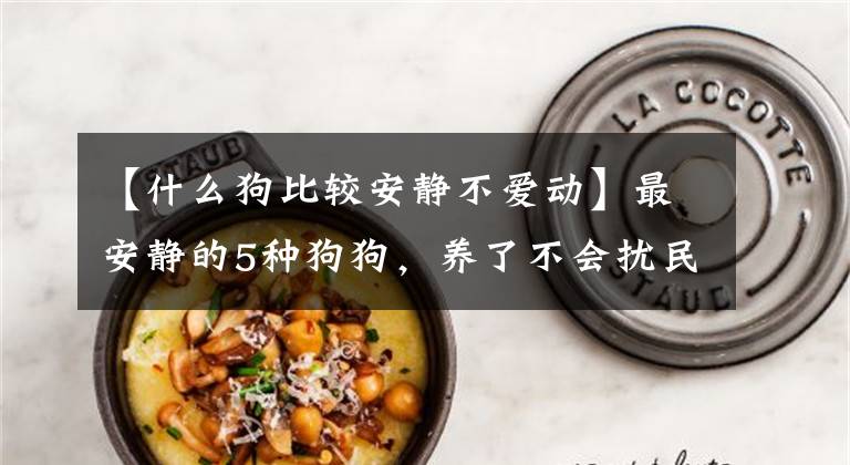 【什么狗比较安静不爱动】最安静的5种狗狗，养了不会扰民！你最想养的是哪种？文章配图