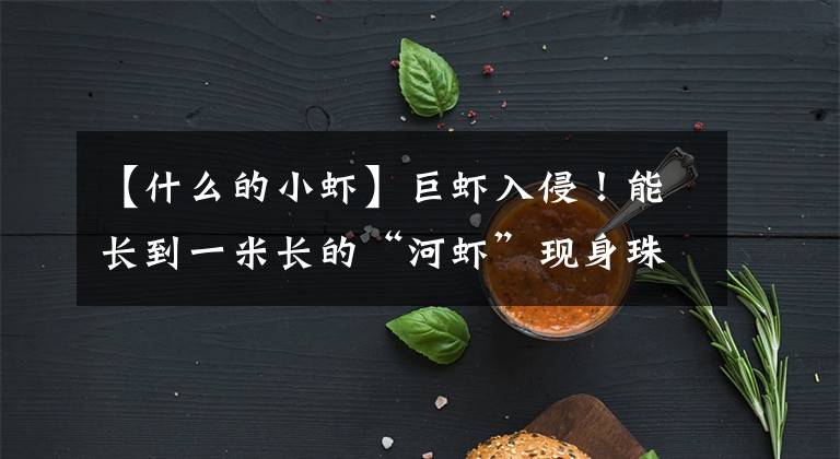 【什么的小虾】巨虾入侵！能长到一米长的“河虾”现身珠江，已经有人钓获