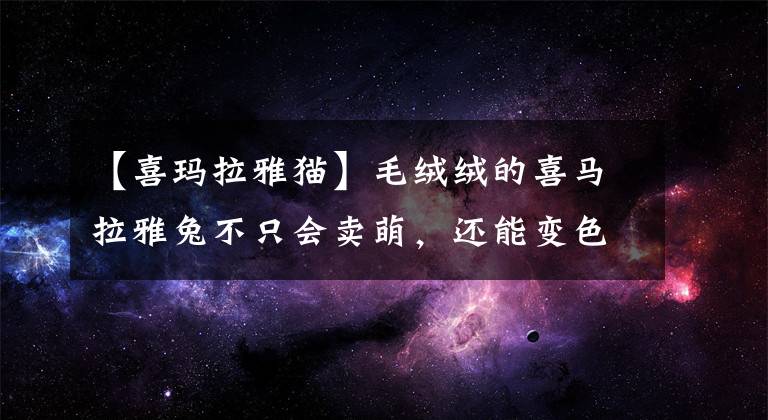 【喜玛拉雅猫】毛绒绒的喜马拉雅兔不只会卖萌，还能变色，这个技能太方便了