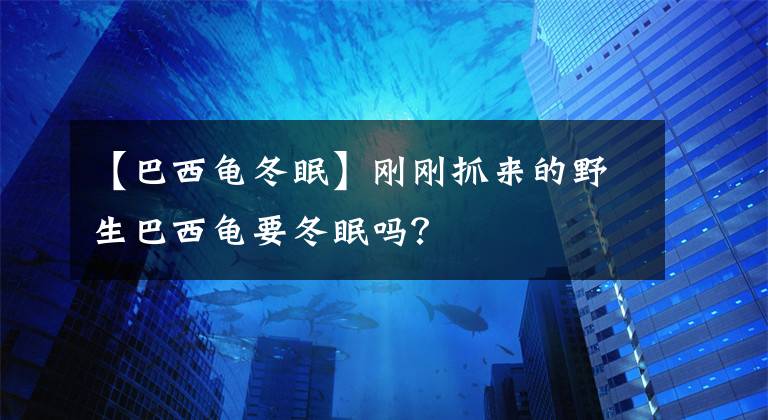 【巴西龟冬眠】刚刚抓来的野生巴西龟要冬眠吗？