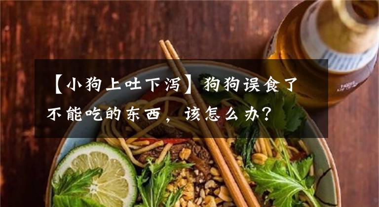 【小狗上吐下泻】狗狗误食了不能吃的东西，该怎么办？