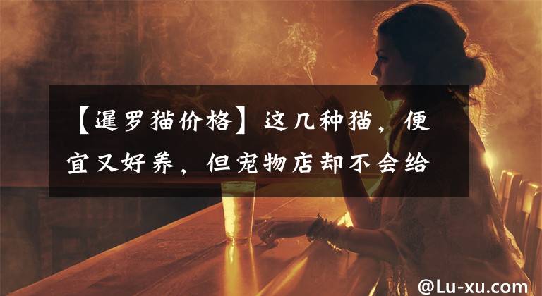 【暹罗猫价格】这几种猫，便宜又好养，但宠物店却不会给你推荐