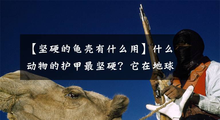 【坚硬的龟壳有什么用】什么动物的护甲最坚硬？它在地球上活了5000万年，霰弹枪都不怕