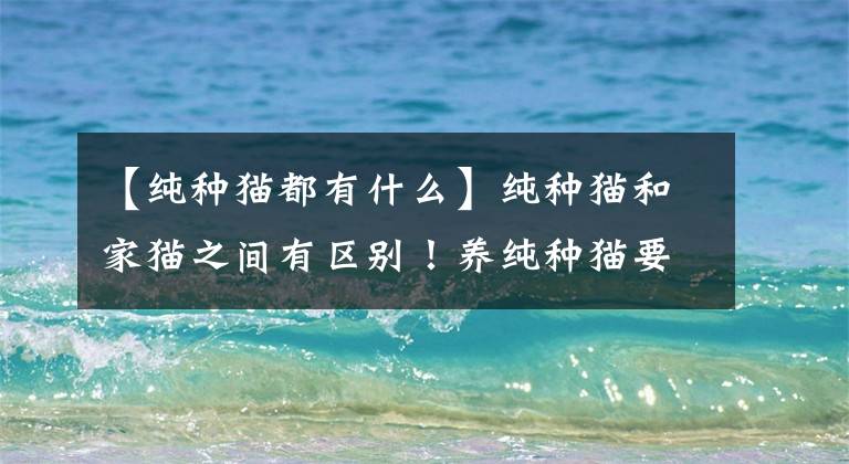 【纯种猫都有什么】纯种猫和家猫之间有区别！养纯种猫要想清楚这些问题！文章配图