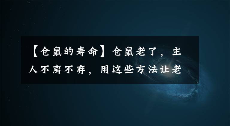 【仓鼠的寿命】仓鼠老了，主人不离不弃，用这些方法让老年仓鼠安享晚年