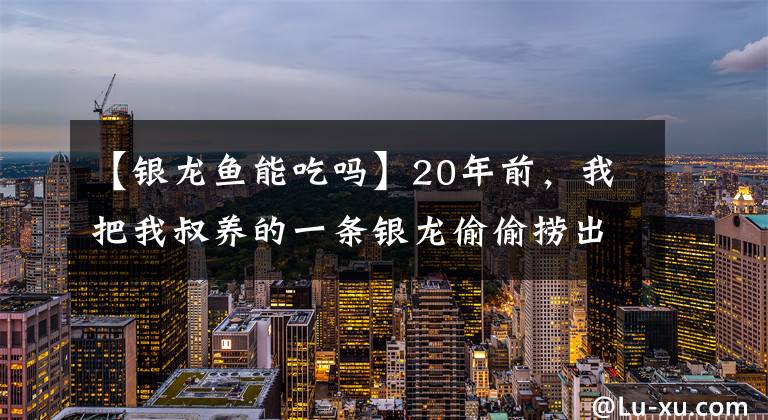 【银龙鱼能吃吗】20年前，我把我叔养的一条银龙偷偷捞出来吃了，后来我叔知道了