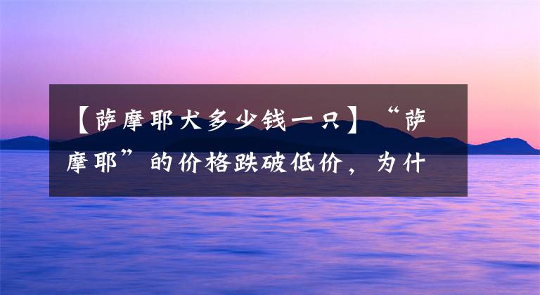 【萨摩耶犬多少钱一只】“萨摩耶”的价格跌破低价，为什么养它的人却少了呢？