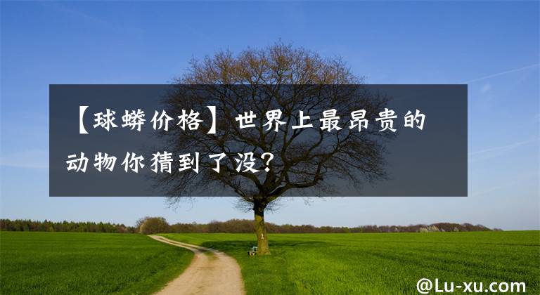 【球蟒价格】世界上最昂贵的动物你猜到了没？