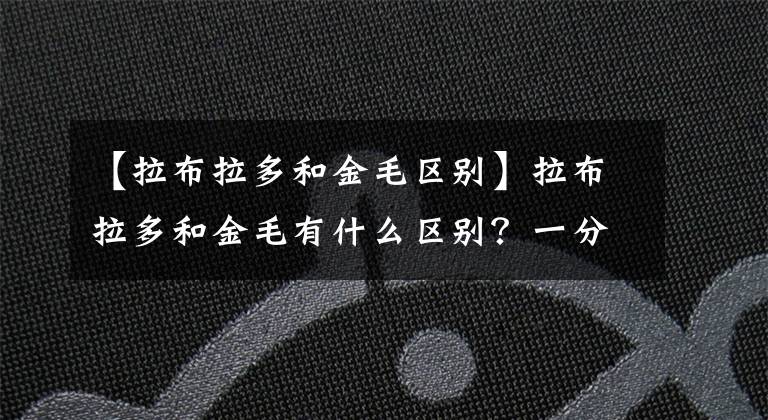 【拉布拉多和金毛区别】拉布拉多和金毛有什么区别？一分钟教会你辨识