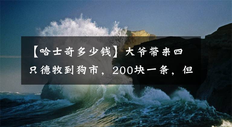 【哈士奇多少钱】大爷带来四只德牧到狗市，200块一条，但是没有人敢买