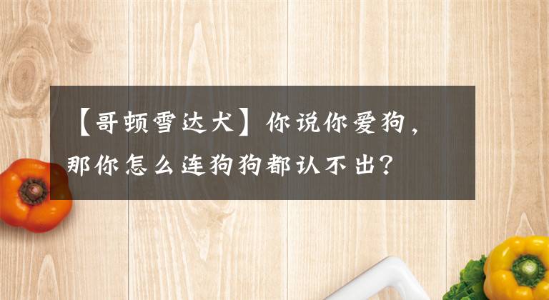 【哥顿雪达犬】你说你爱狗，那你怎么连狗狗都认不出？