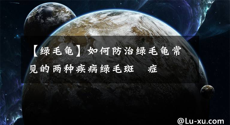 【绿毛龟】如何防治绿毛龟常见的两种疾病绿毛斑禿症