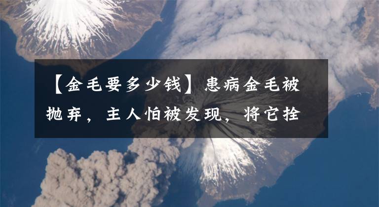 【金毛要多少钱】患病金毛被抛弃，主人怕被发现，将它拴在草丛等死，不知饿了几天