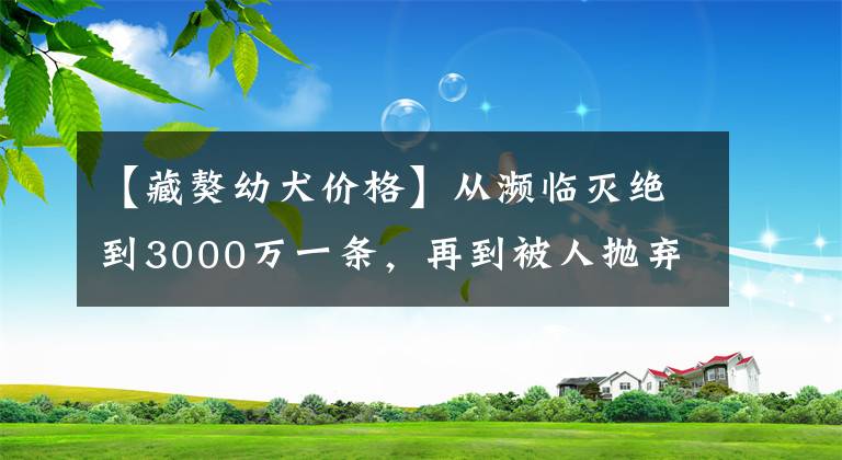 【藏獒幼犬价格】从濒临灭绝到3000万一条，再到被人抛弃的藏獒，幕后推手是这3人