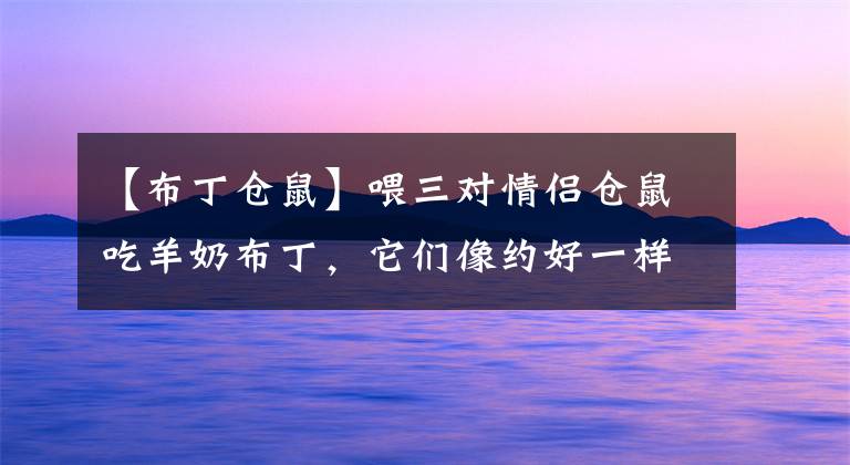 【布丁仓鼠】喂三对情侣仓鼠吃羊奶布丁，它们像约好一样，母仓鼠集体不吃