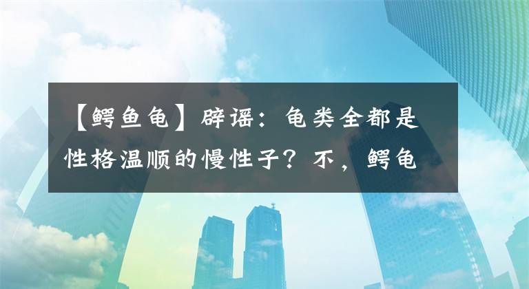 【鳄鱼龟】辟谣：龟类全都是性格温顺的慢性子？不，鳄龟就是很不好惹的大佬