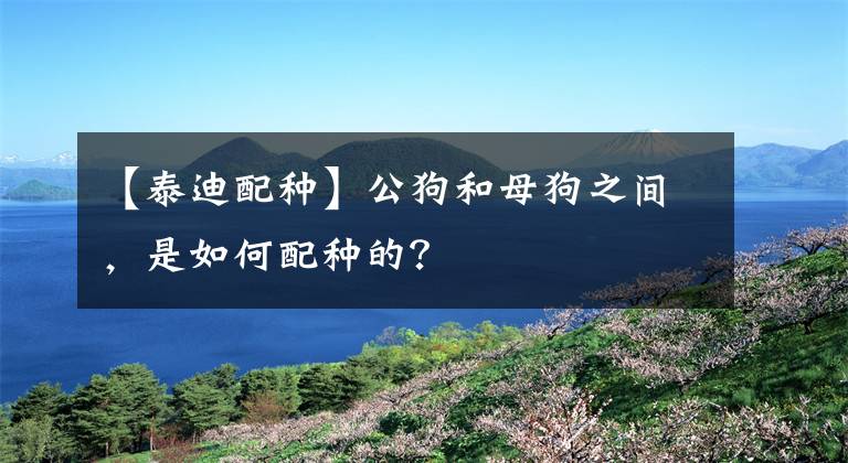 【泰迪配种】公狗和母狗之间，是如何配种的？