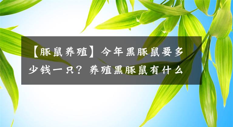 【豚鼠养殖】今年黑豚鼠要多少钱一只？养殖黑豚鼠有什么优势？经济价值有哪些