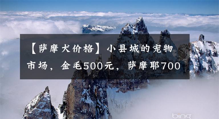 【萨摩犬价格】小县城的宠物市场，金毛500元，萨摩耶700元，还有一只10万的！