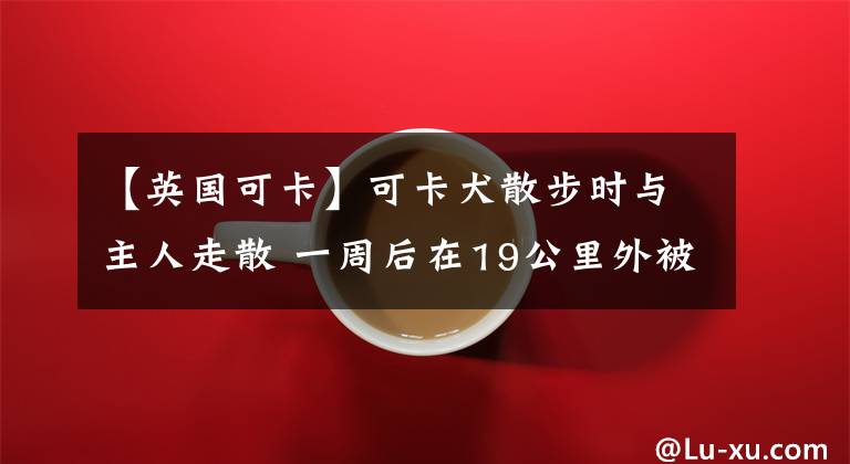 【英国可卡】可卡犬散步时与主人走散 一周后在19公里外被发现