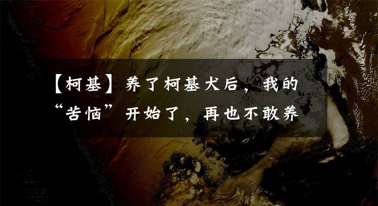 【柯基】养了柯基犬后，我的“苦恼”开始了，再也不敢养了