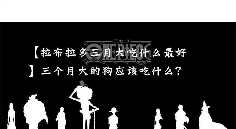 【拉布拉多三月大吃什么最好】三个月大的狗应该吃什么？早点吃狗粮吗？