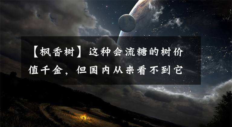 【枫香树】这种会流糖的树价值千金，但国内从来看不到它，这是为什么？