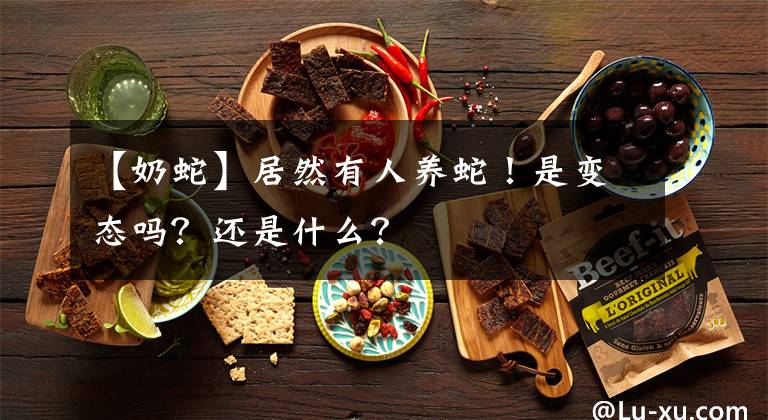 【奶蛇】居然有人养蛇！是变态吗？还是什么？