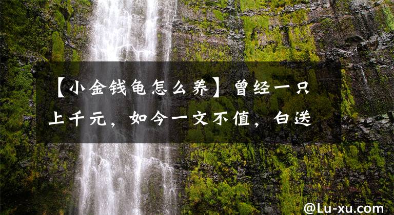 【小金钱龟怎么养】曾经一只上千元，如今一文不值，白送都不要，到底咋了？