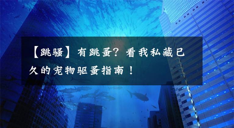 【跳骚】有跳蚤？看我私藏已久的宠物驱蚤指南！