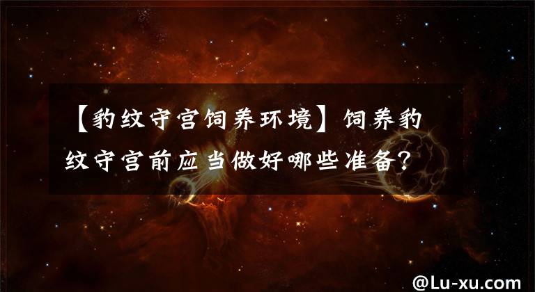 【豹纹守宫饲养环境】饲养豹纹守宫前应当做好哪些准备？它们的饲养环境又该如何布置？