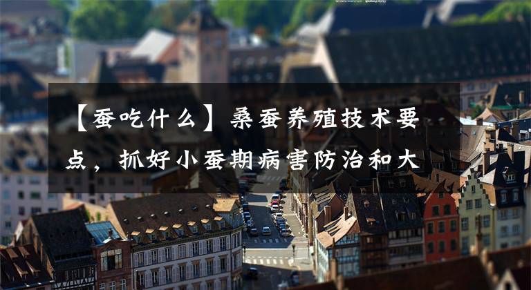 【蚕吃什么】桑蚕养殖技术要点，抓好小蚕期病害防治和大蚕饲养技术，值得一看