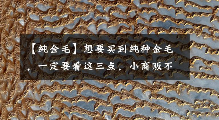 【纯金毛】想要买到纯种金毛，一定要看这三点，小商贩不敢坑你