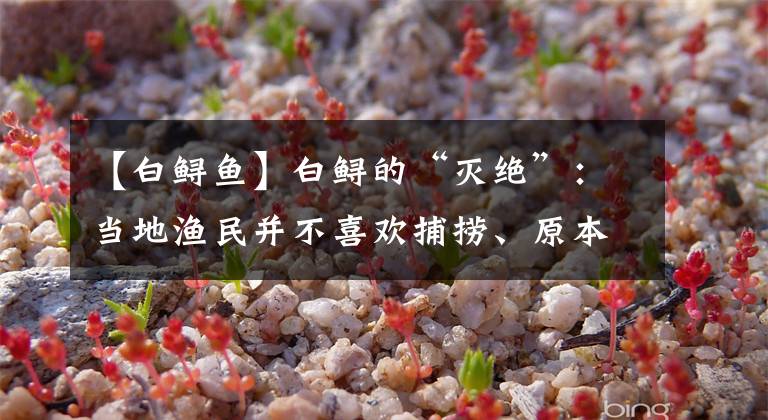 【白鲟鱼】白鲟的“灭绝”：当地渔民并不喜欢捕捞、原本还算常见的长江大鱼，为何突然消失了？