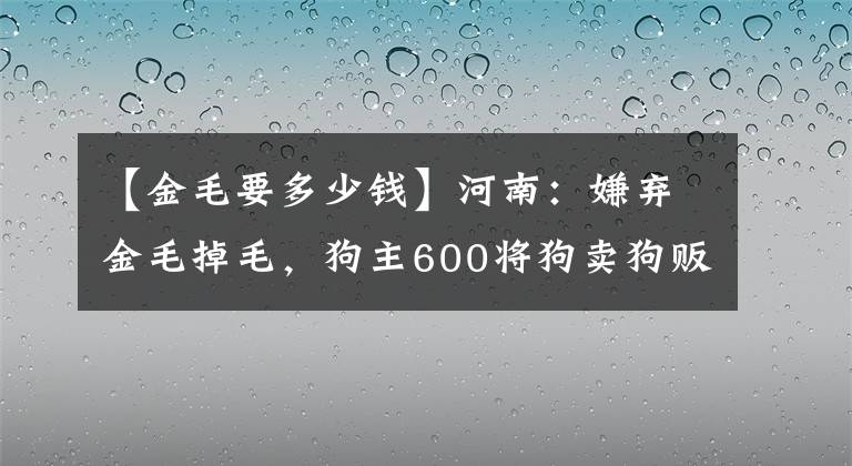 【金毛要多少钱】河南：嫌弃金毛掉毛，狗主600将狗卖狗贩，网友：枉费了狗的信任