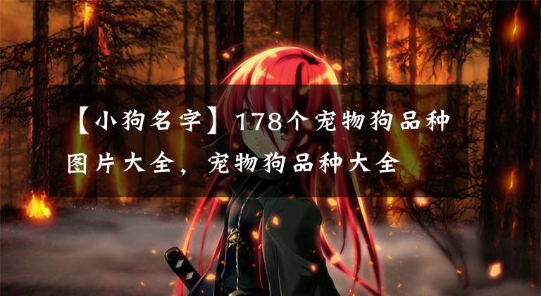 【小狗名字】178个宠物狗品种图片大全，宠物狗品种大全