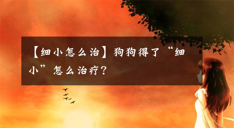 【细小怎么治】狗狗得了“细小”怎么治疗？