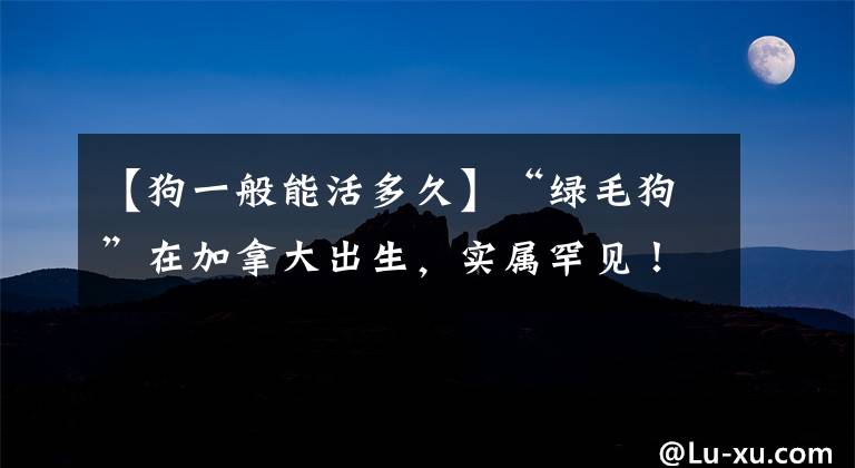 【狗一般能活多久】“绿毛狗”在加拿大出生，实属罕见！细究发现和人类瘀伤道理类似