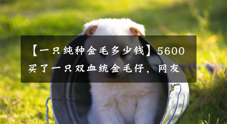 【一只纯种金毛多少钱】5600买了一只双血统金毛仔，网友：宠主你疯了？