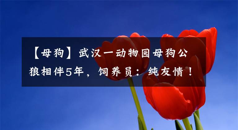 【母狗】武汉一动物园母狗公狼相伴5年，饲养员：纯友情！它们能交配吗？