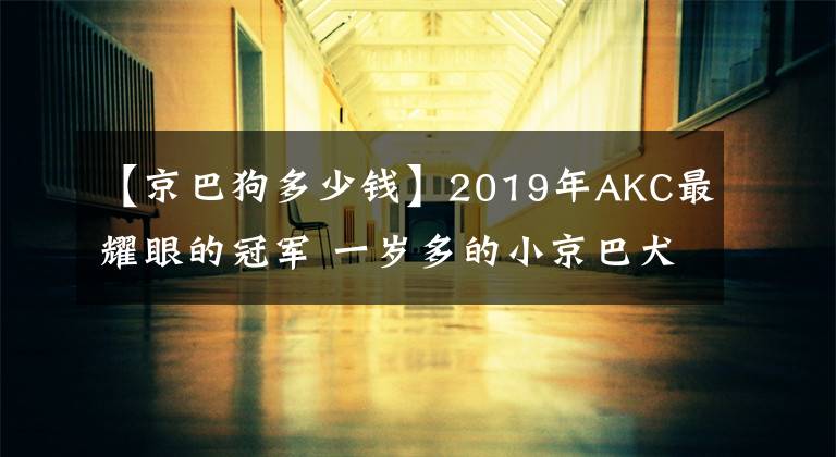【京巴狗多少钱】2019年AKC最耀眼的冠军 一岁多的小京巴犬名叫芥末